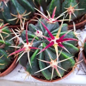 Ferocactus Latispinus