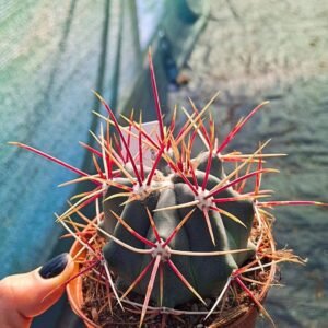 Ferocactus rectispinus