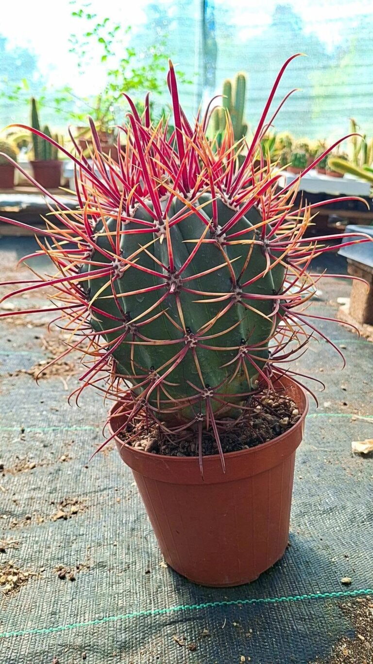 Ferocactus rectispinus Hybrid x gracilis