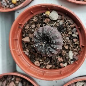 Frailea Castanea