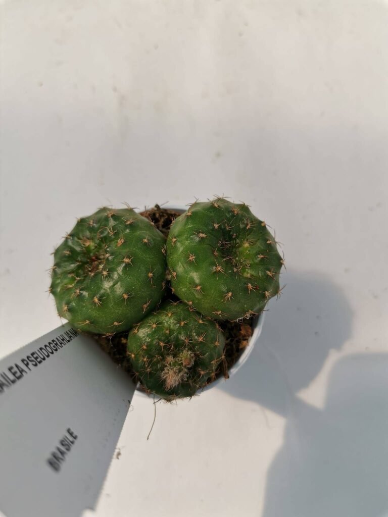 Frailea Pseudograhliana