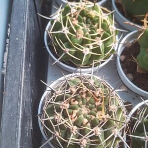 Gymnocalycium SP