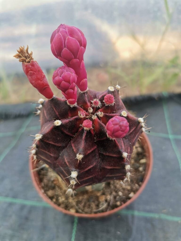 Gymnocalycium Mihanovichii hybrid red black Innestata