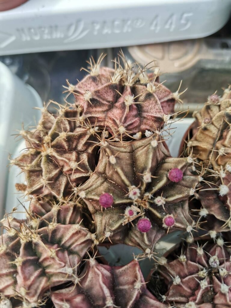 Gymnocalycium Mihanovichii hybrid red