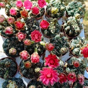 Gymnocalycium Baldianum