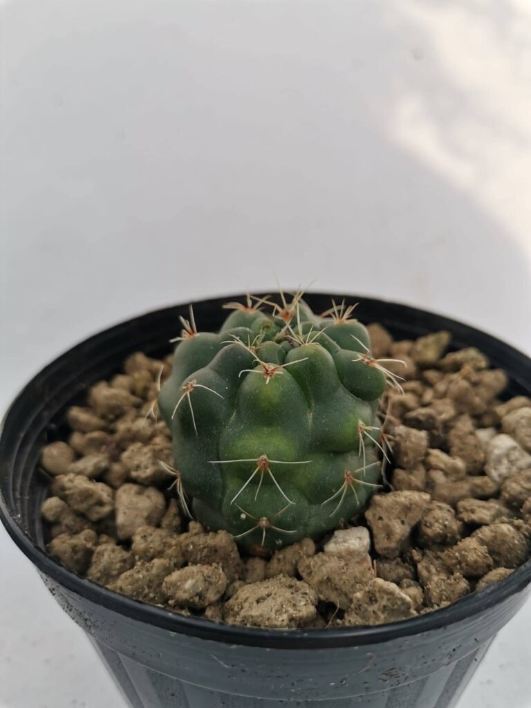 Gymnocalycium Deeszianum cv green striated Variegata
