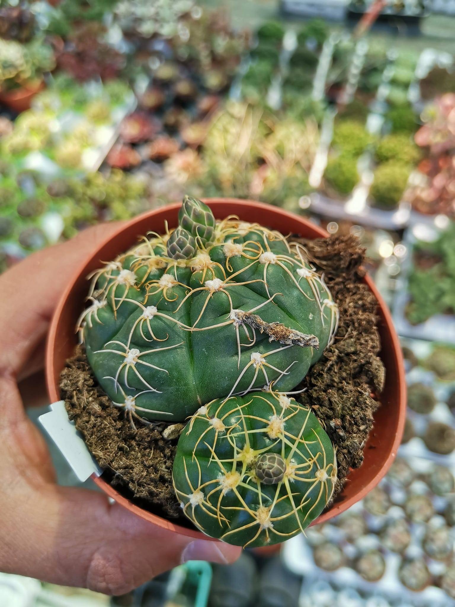 Gymnocalycium Denudatum cv Jan Suba - Siracactus online