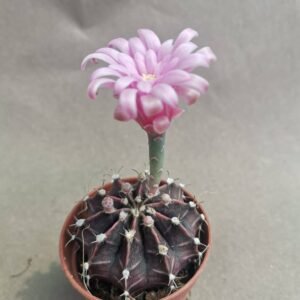 Gymnocalycium Mihanovichii v stenogonum