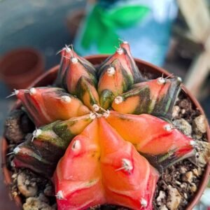 Gymnocalycium Mihanovichii Thai Variegata