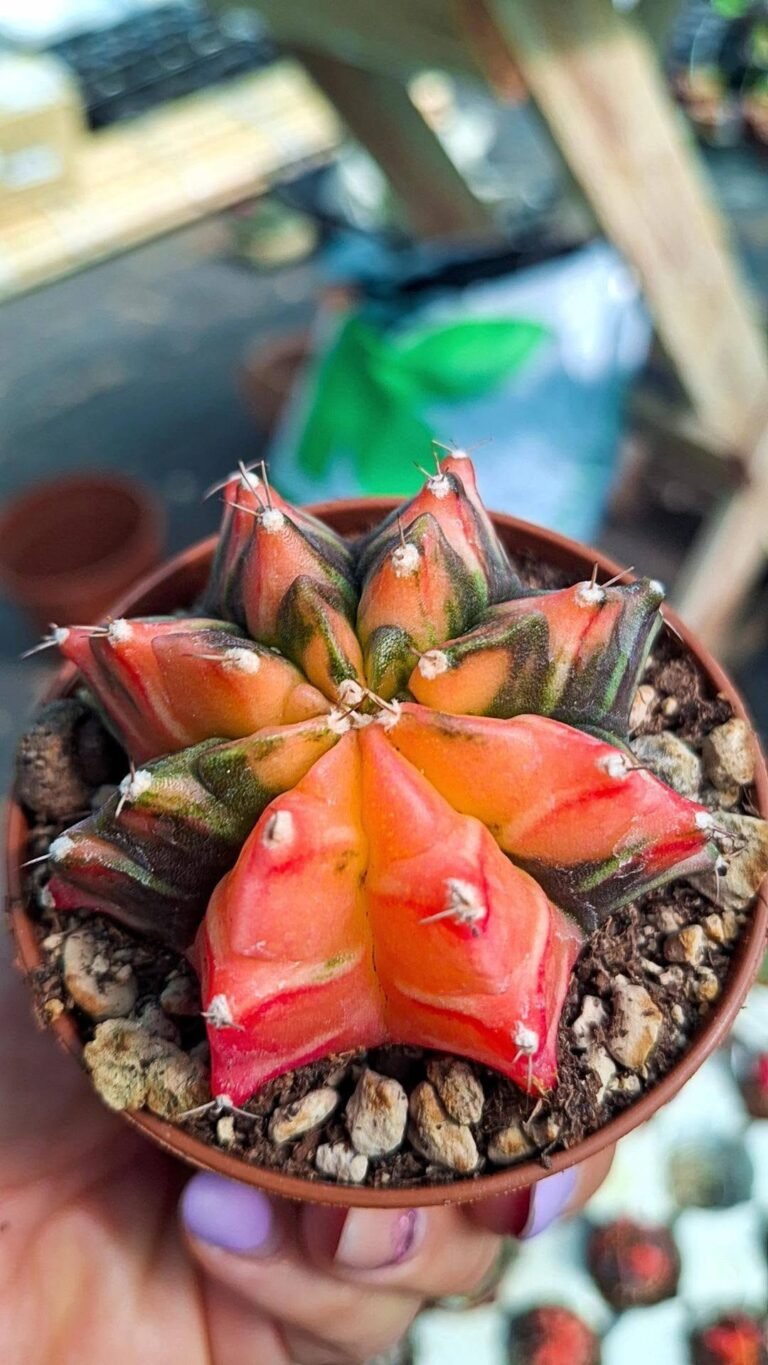 Gymnocalycium Mihanovichii Thai Variegata