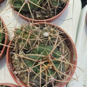 Gymnocalycium Monvillei