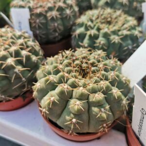 Gymnocalycium Quehlianum
