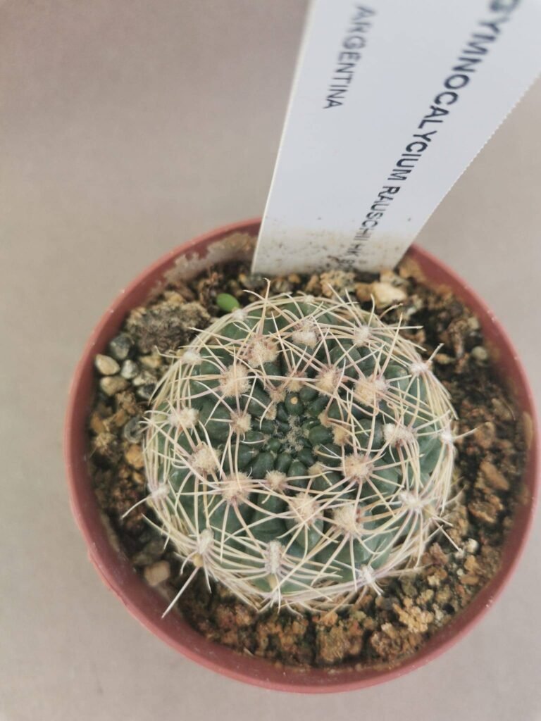 Gymnocalycium Rauschii HK 922