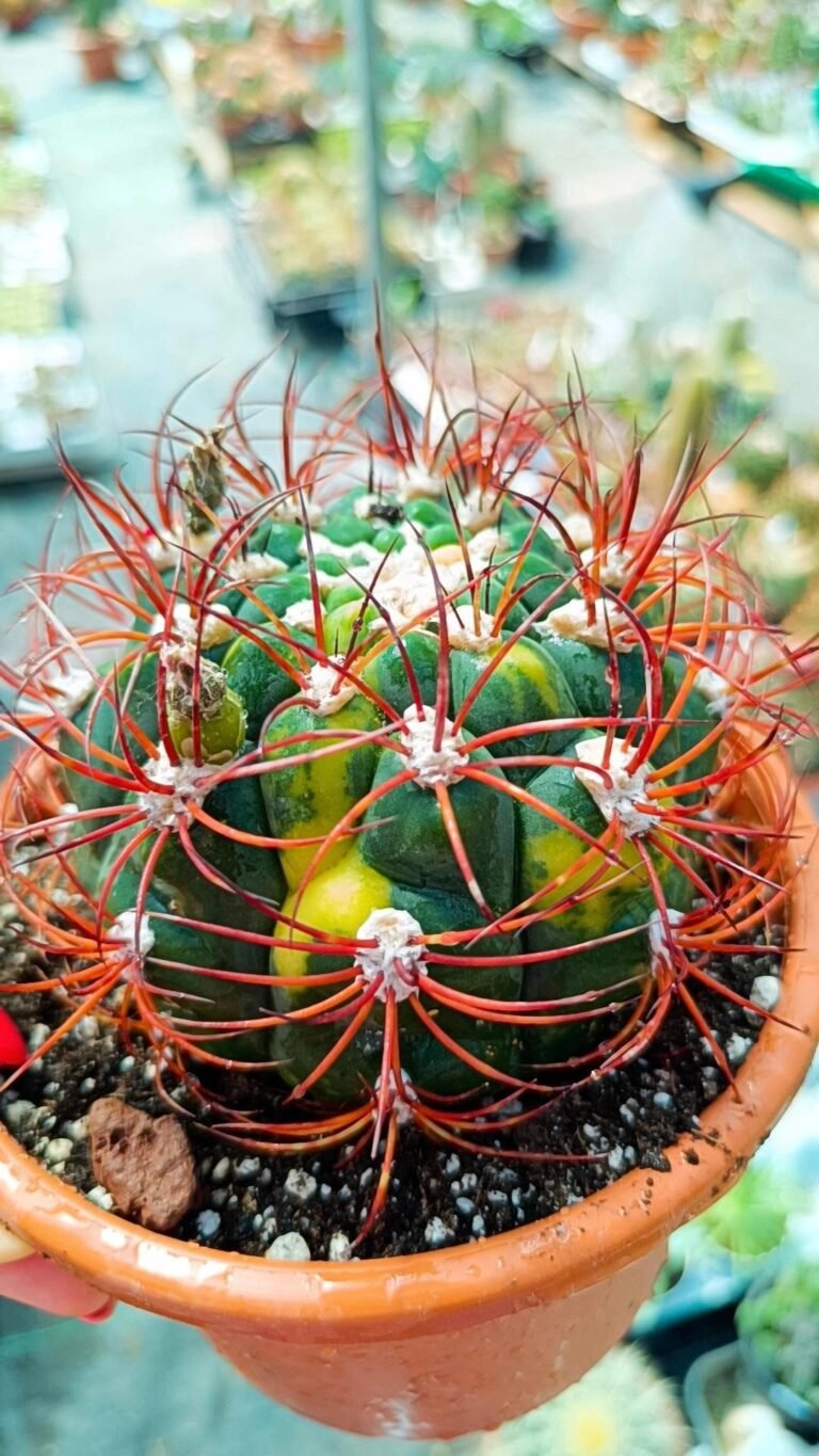 Gymnocalycium Saglionis Variegata