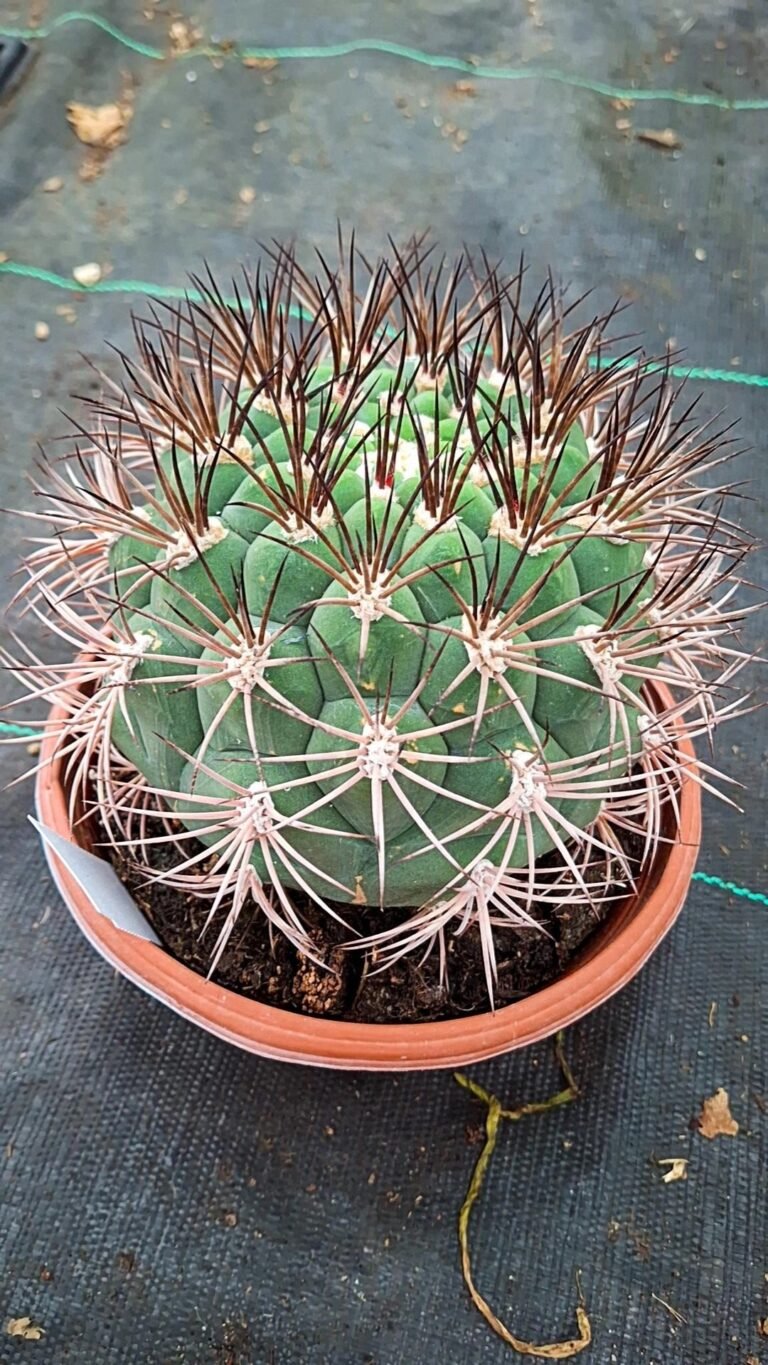 Gymnocalycium Saglionis
