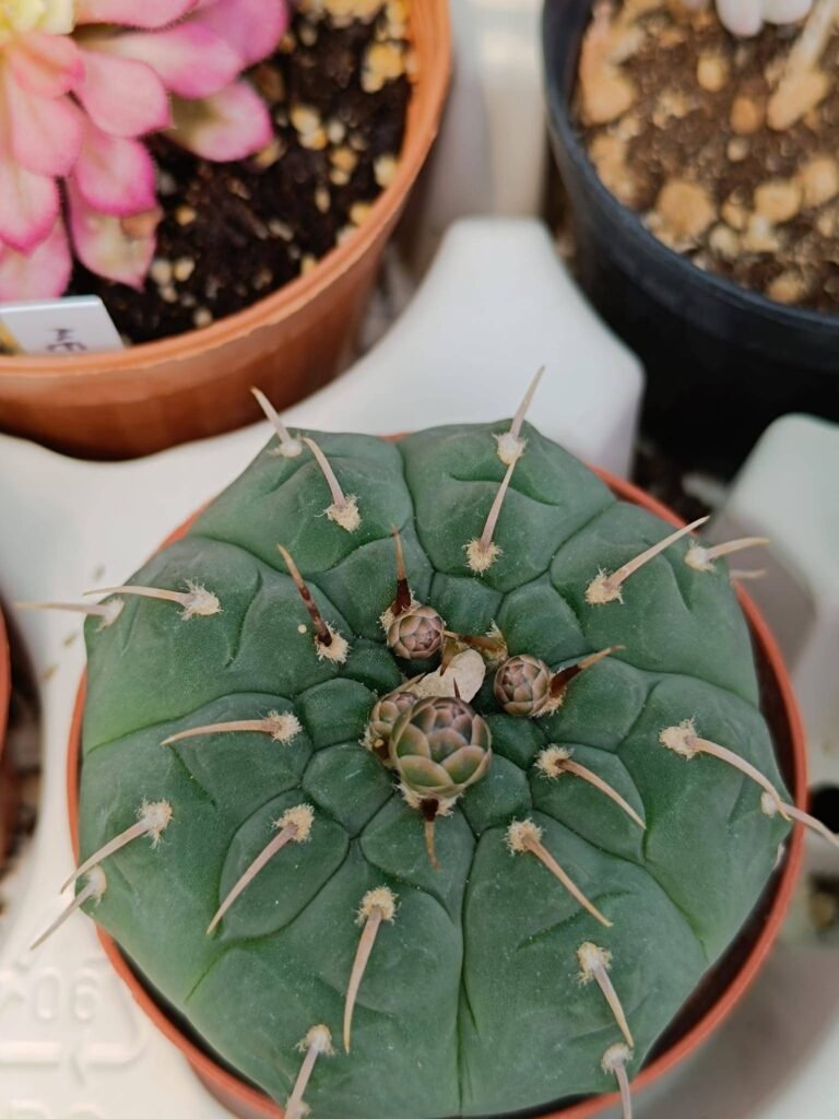Gymnocalycium Vatteri