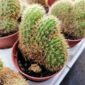 Hildewintera Aureispina Crestata