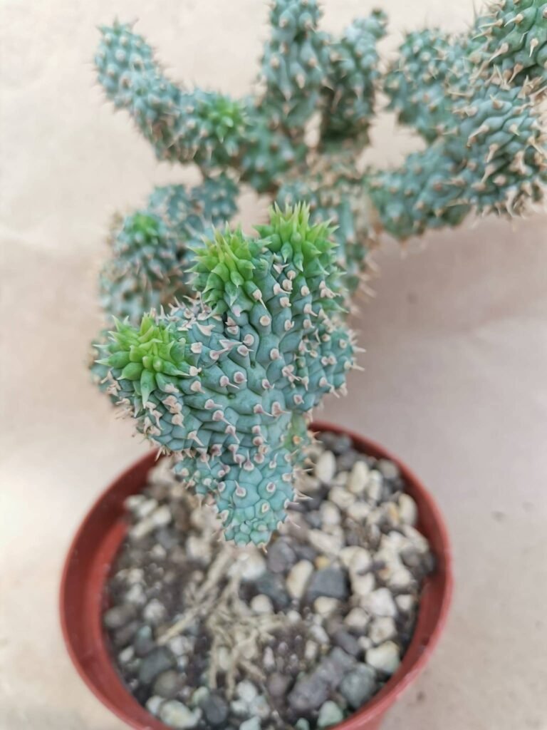 Hoodia Gordonii mostruosa f. Crestata