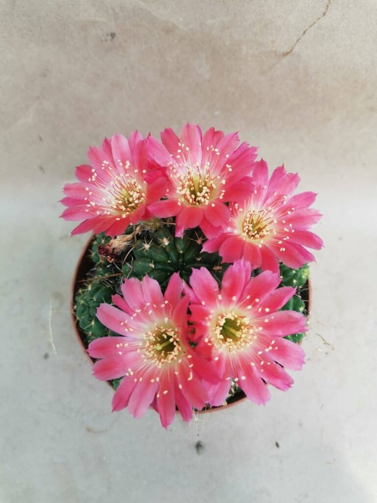 Lobivia Maximiliana hybrid