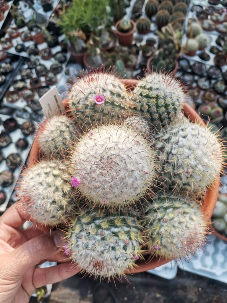 Mammillaria Bombycina Big Size