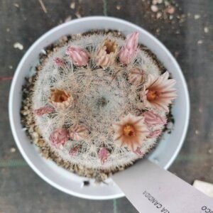 Mammillaria Candida