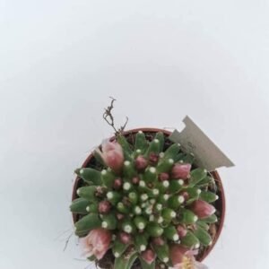 Mammillaria Painteri f. Mostruosa