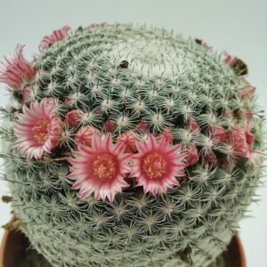 Mammillaria Pseudoperbella