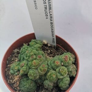 Mammillaria Bocasana Mostruosa cv Fred