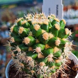 Mammillaria Voburnensis v. Eichlamii