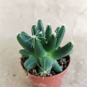 Dolichothele Longimamma