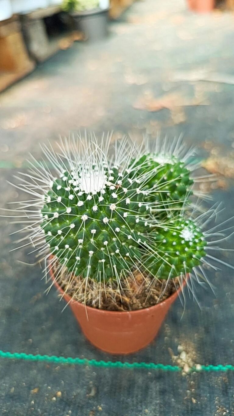 Mammillaria Spinosissima cv Unpico