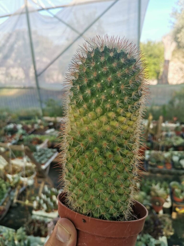 Mammillaria Spinosissima Variegata