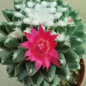 Mammillaria Toluca o Polythele Inermis