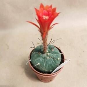 Matucana Madisoniorum