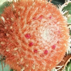 Melocactus Matanzanus