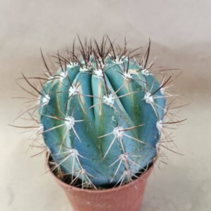 Melocactus Azureus