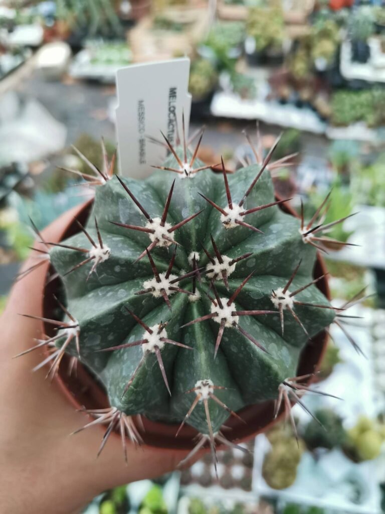 Melocactus Bahiensis