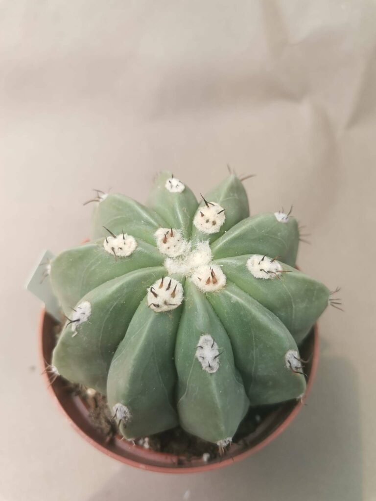 Melocactus Maxonii Inermis