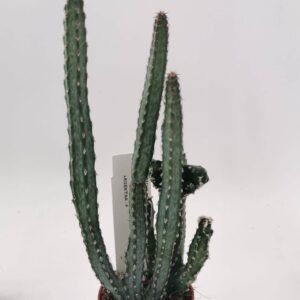 Monvillea Spegazzinii Crestata
