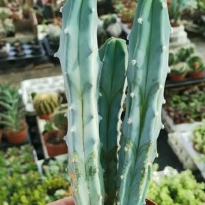 Myrtillocactus Geometrizans