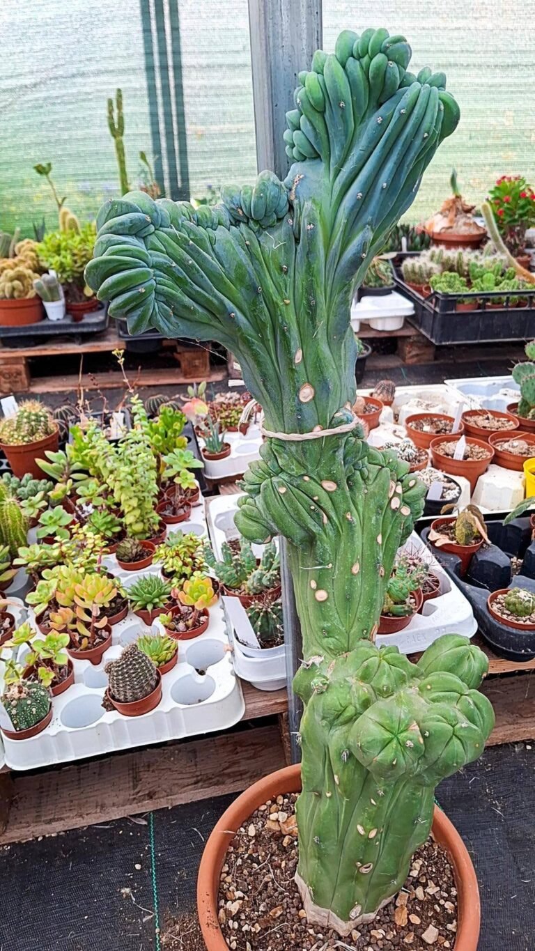 Myrtillocactus geom. Crestato