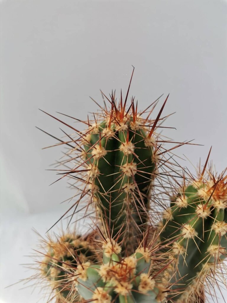 Neocardenasia Herzogiana