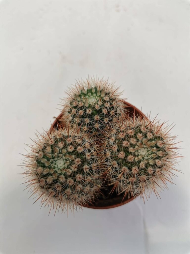 Notocactus Schlosseri