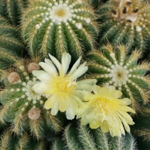 Notocactus Warasii