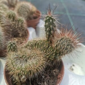 Nyctocereus Serpentinus Crestato
