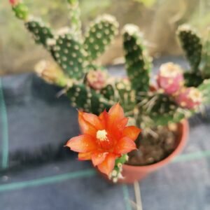 Opuntia Quitensis