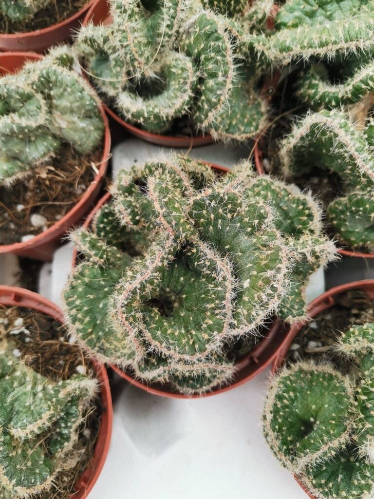 Opuntia Tuna Crestata