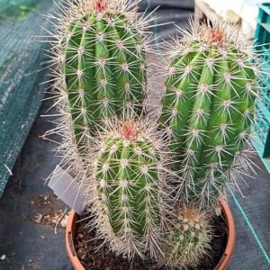 Pachycereus Pringlei