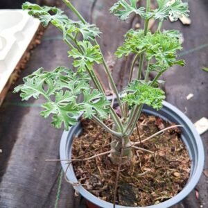 Pelargonium Carnosum