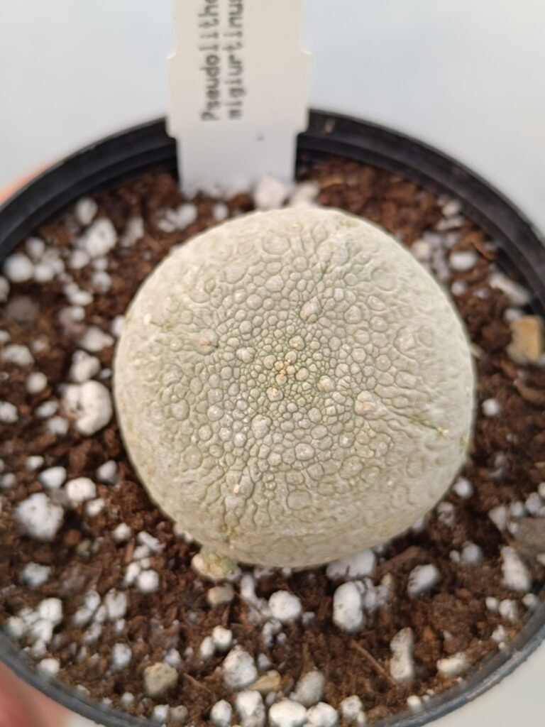 Pseudolithos Migiurtinus